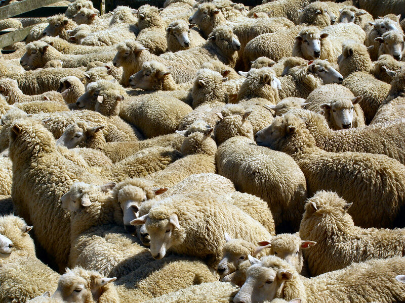Sheep in a Flock — White, Crowded