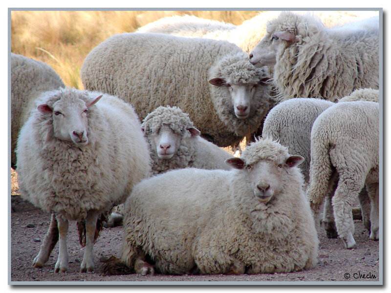 Sheep in a Flock — White