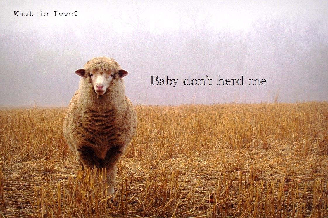 Sheep in a foggy field