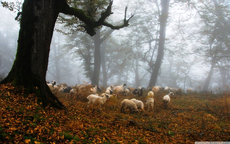 Sheep in a Foggy Forest