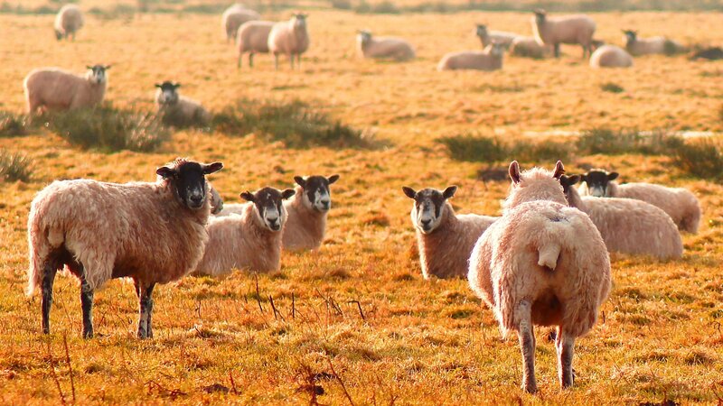 Sheep in a golden field