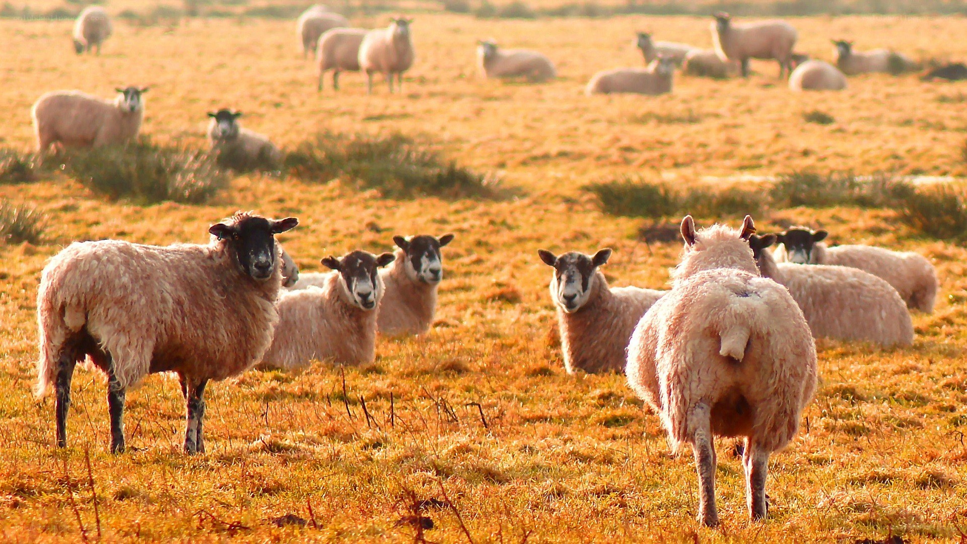 Sheep in a golden field