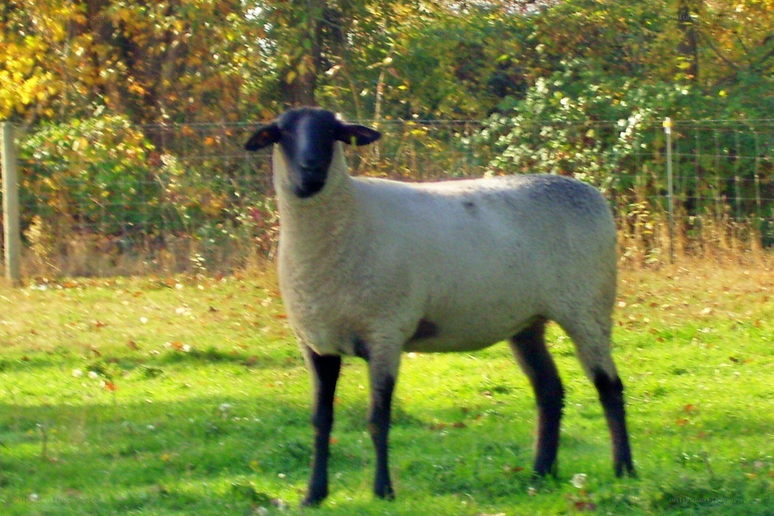 sheep in a grassy field
