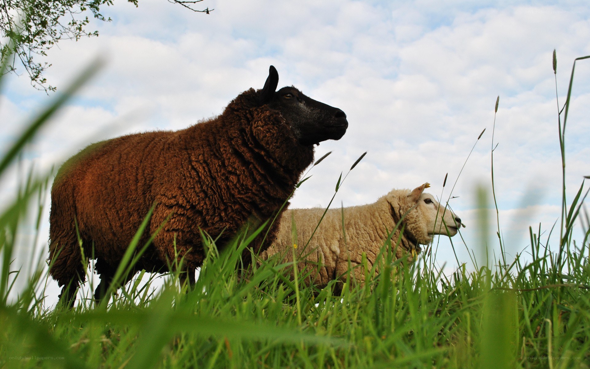 Sheep in a grassy field