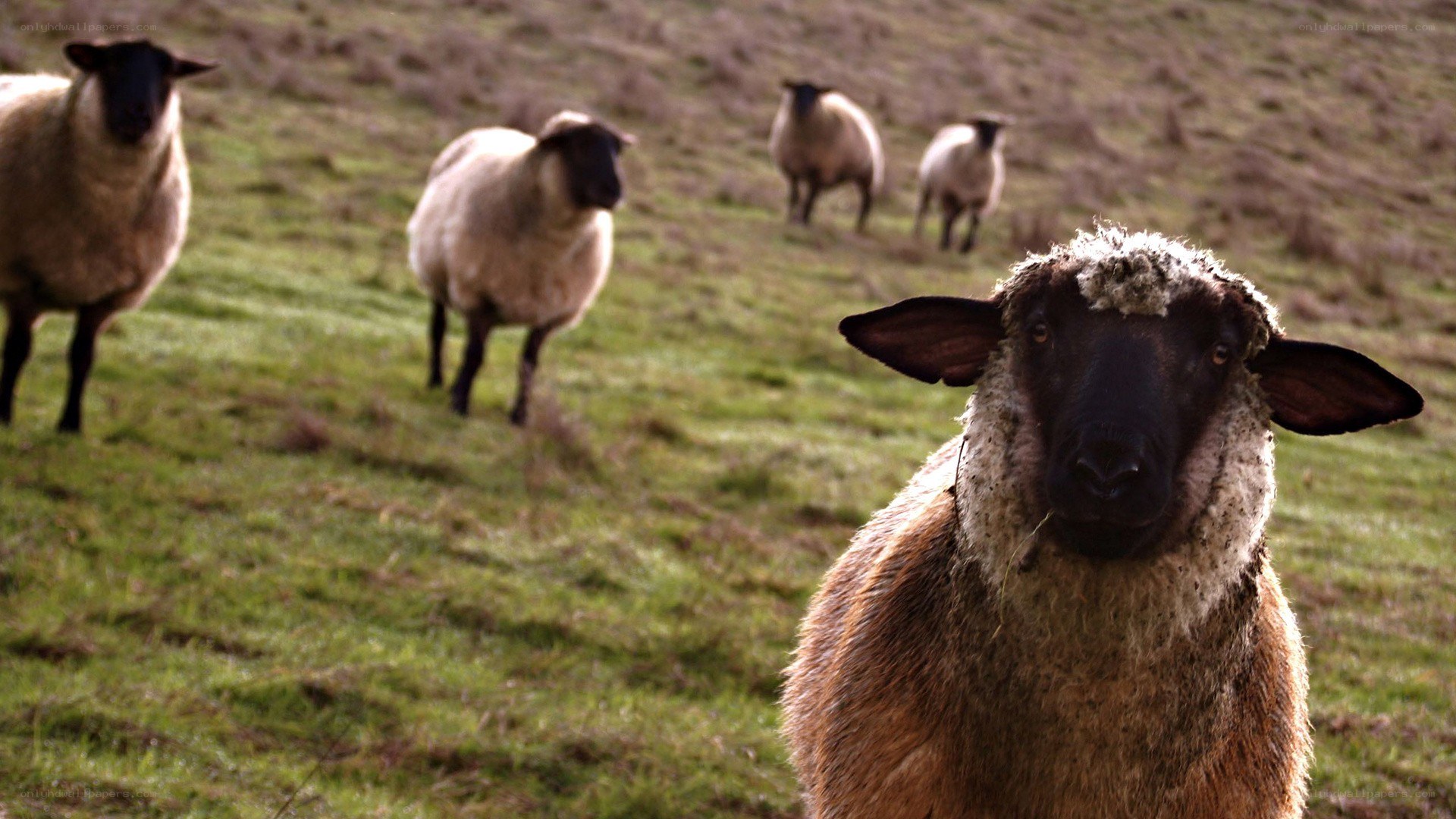 Sheep in a grassy field