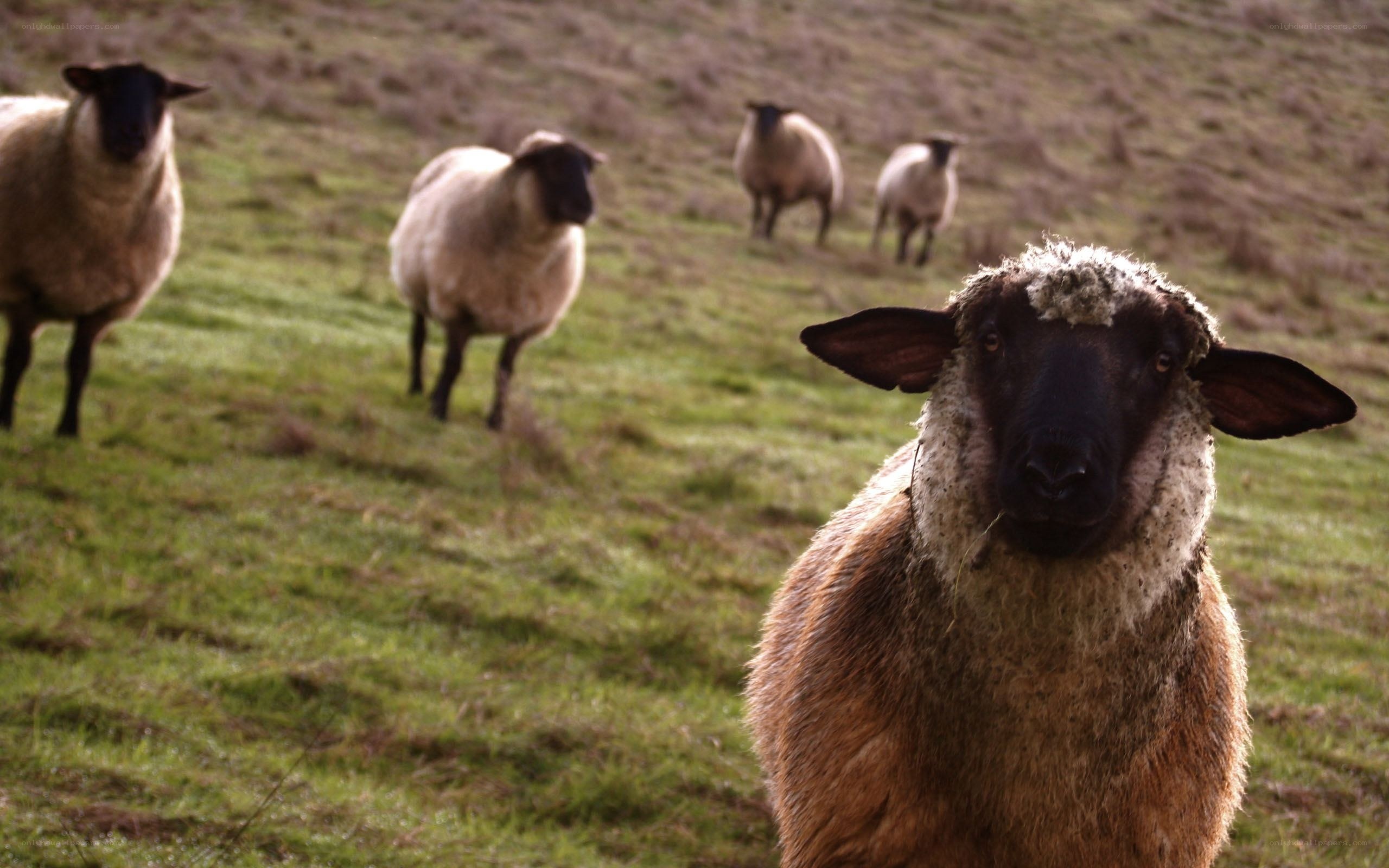 Sheep in a grassy field