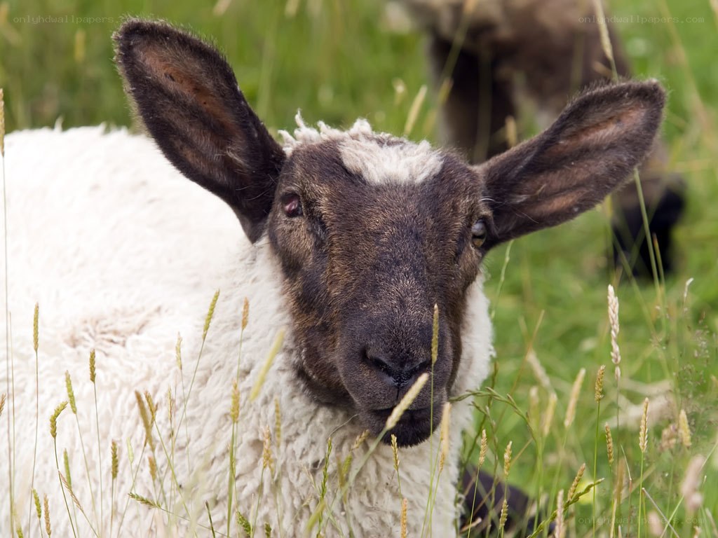 sheep in a grassy field