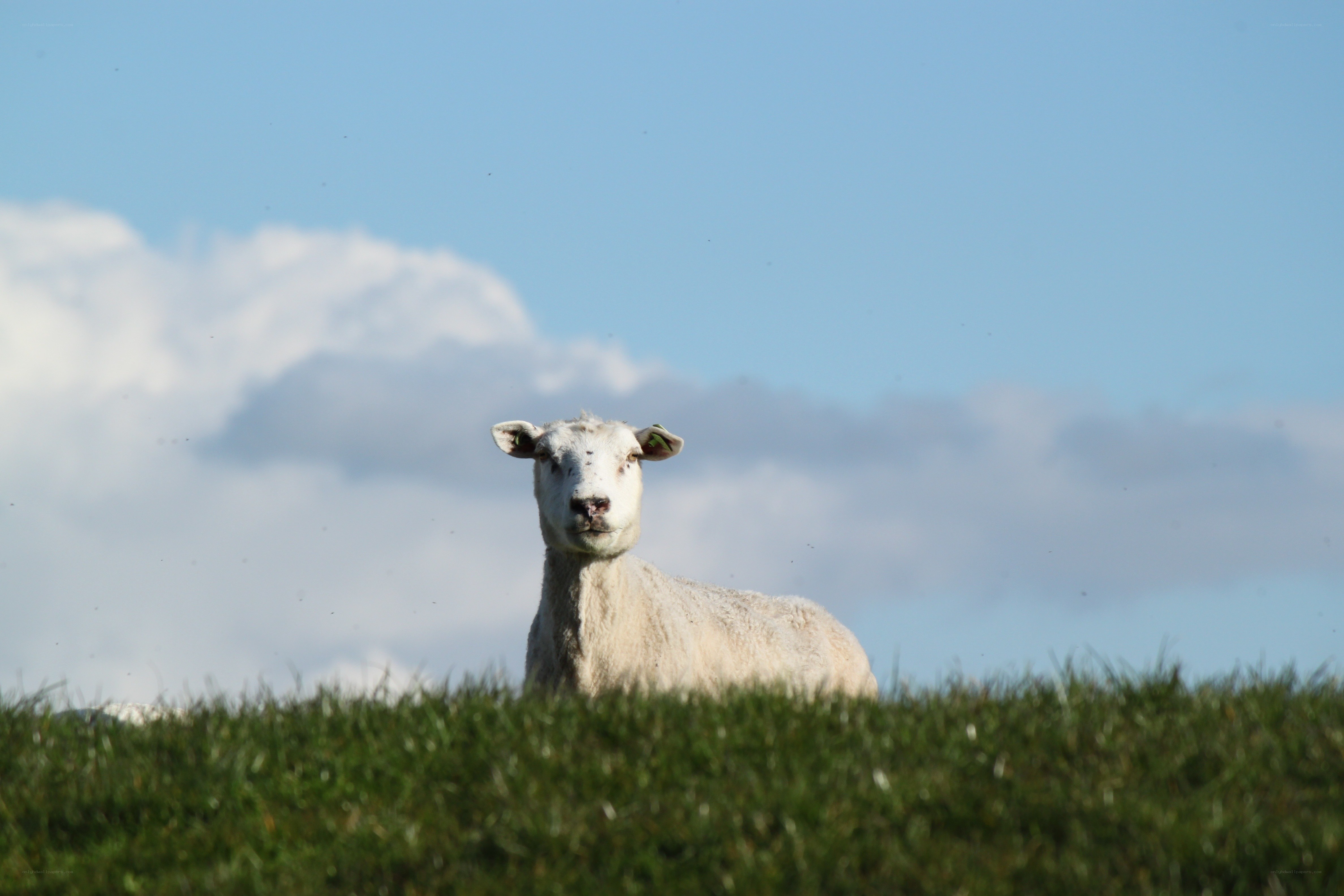 sheep in a grassy field