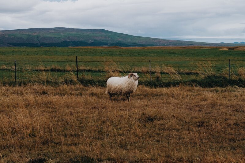 sheep in a grassy field