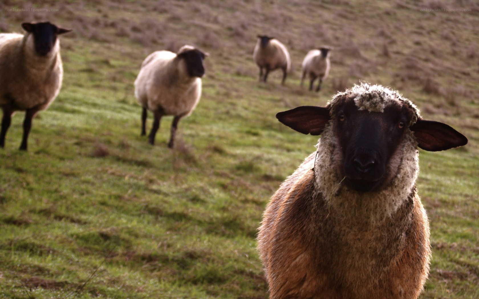sheep in a grassy field