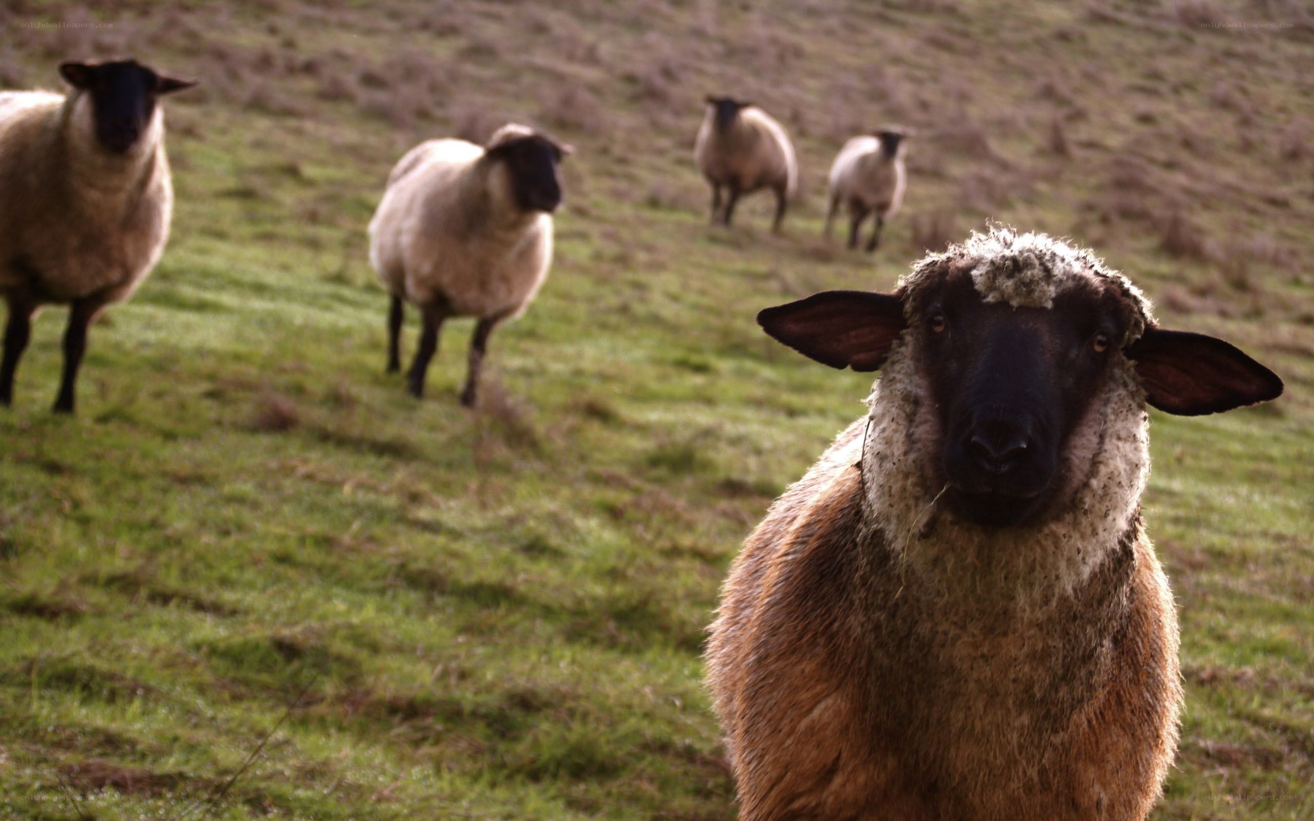 sheep in a grassy field