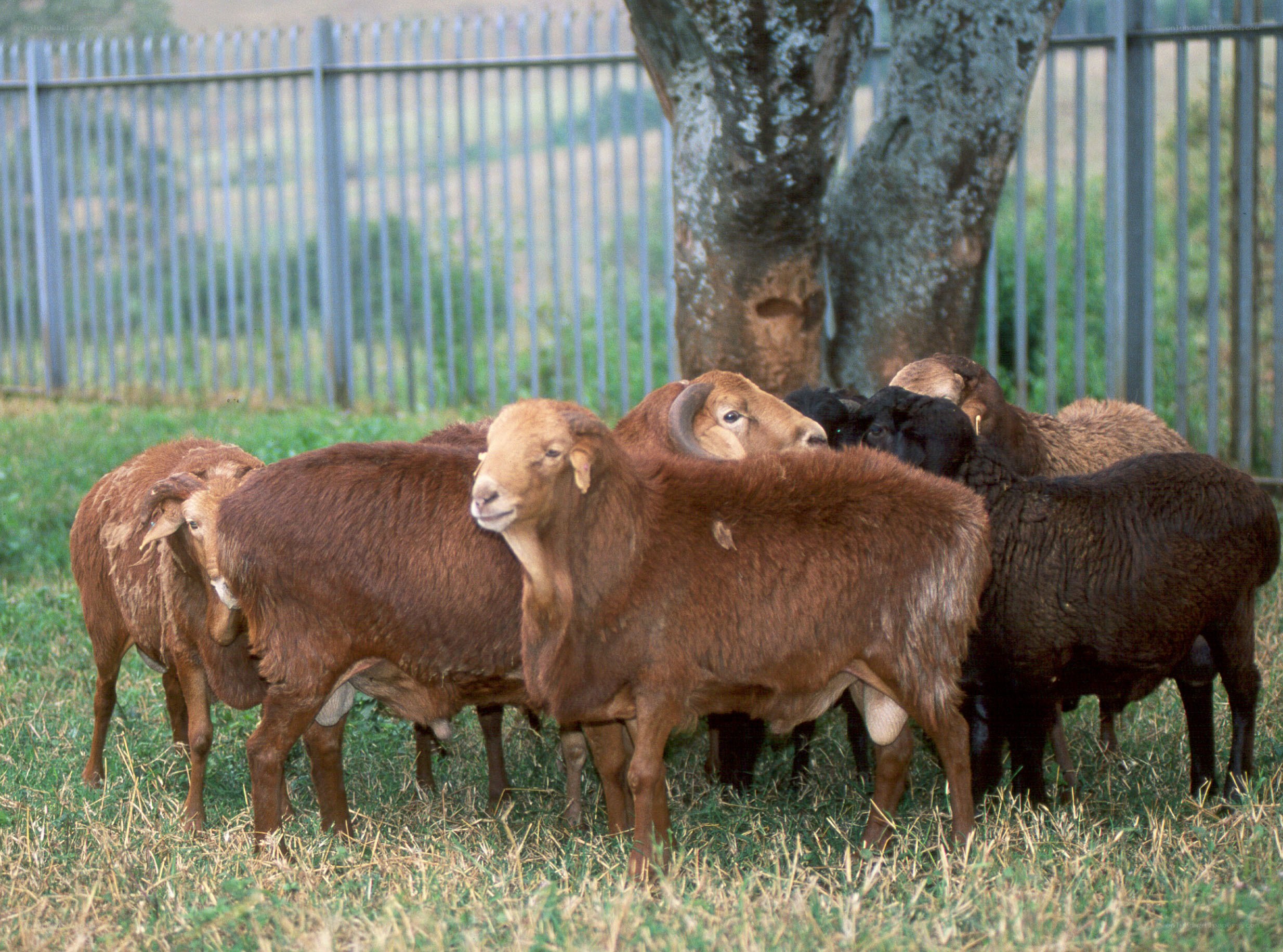 sheep in a grassy field
