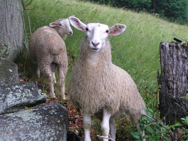 Sheep in a grassy field