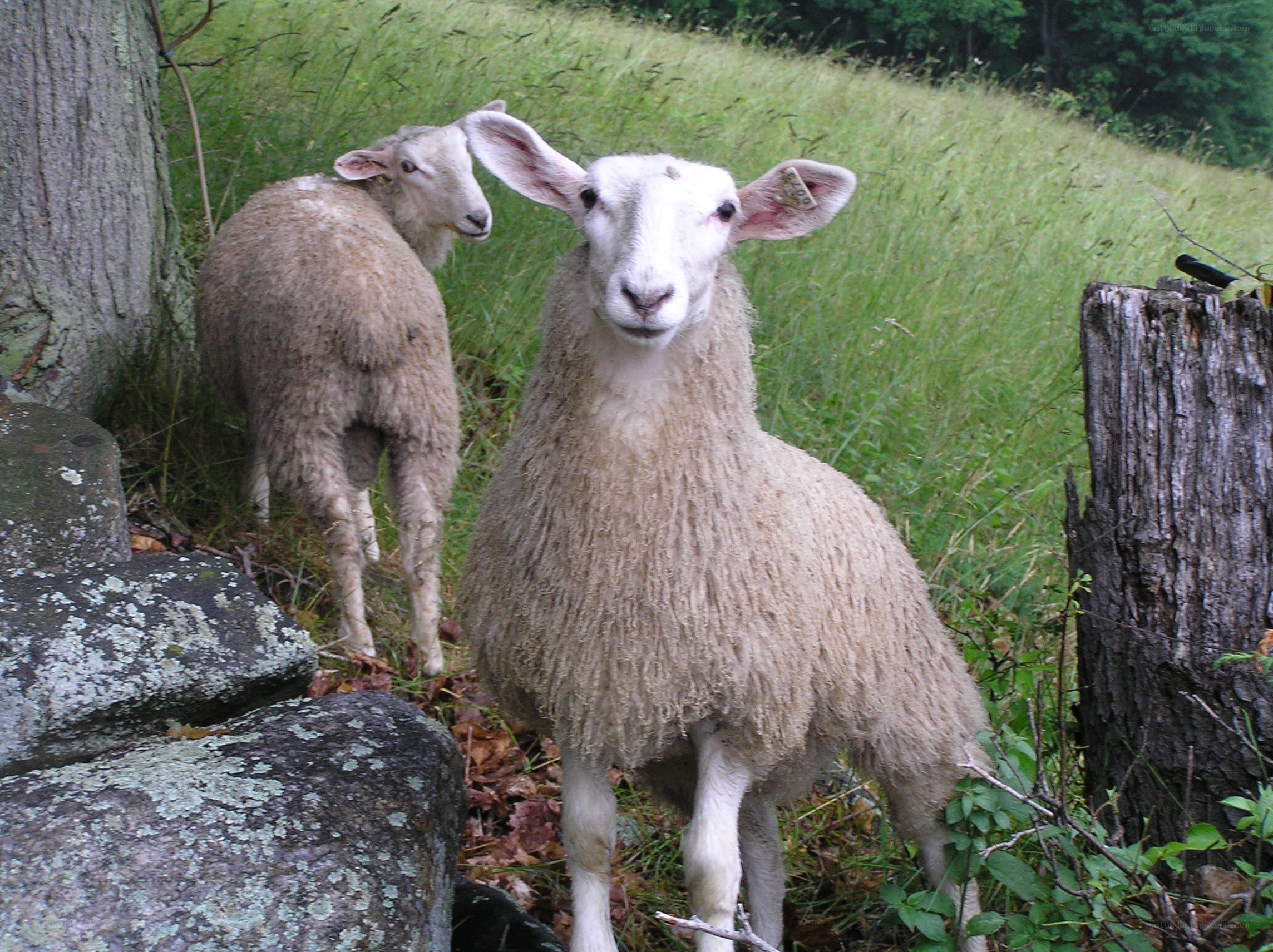 Sheep in a grassy field