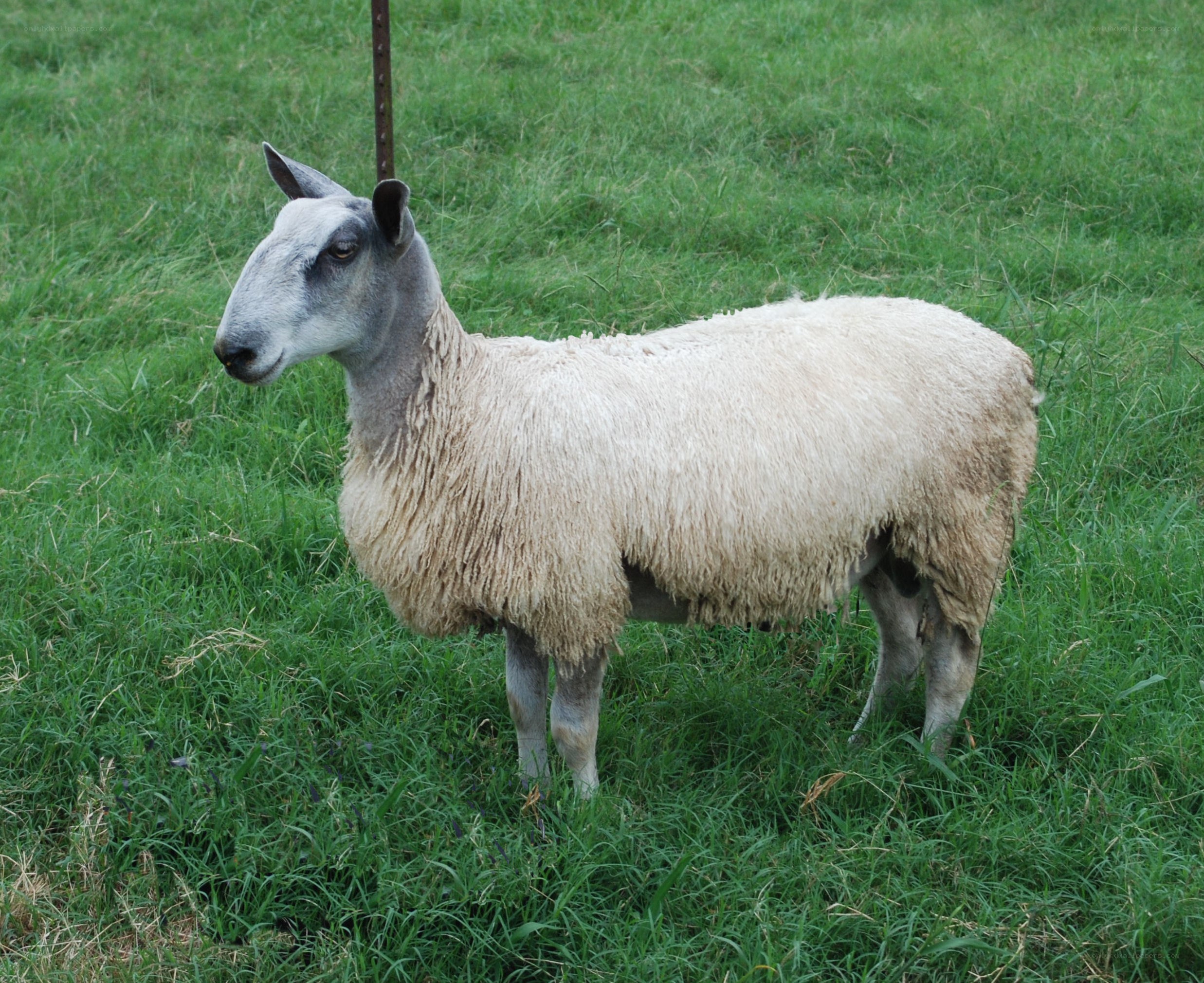sheep in a grassy field