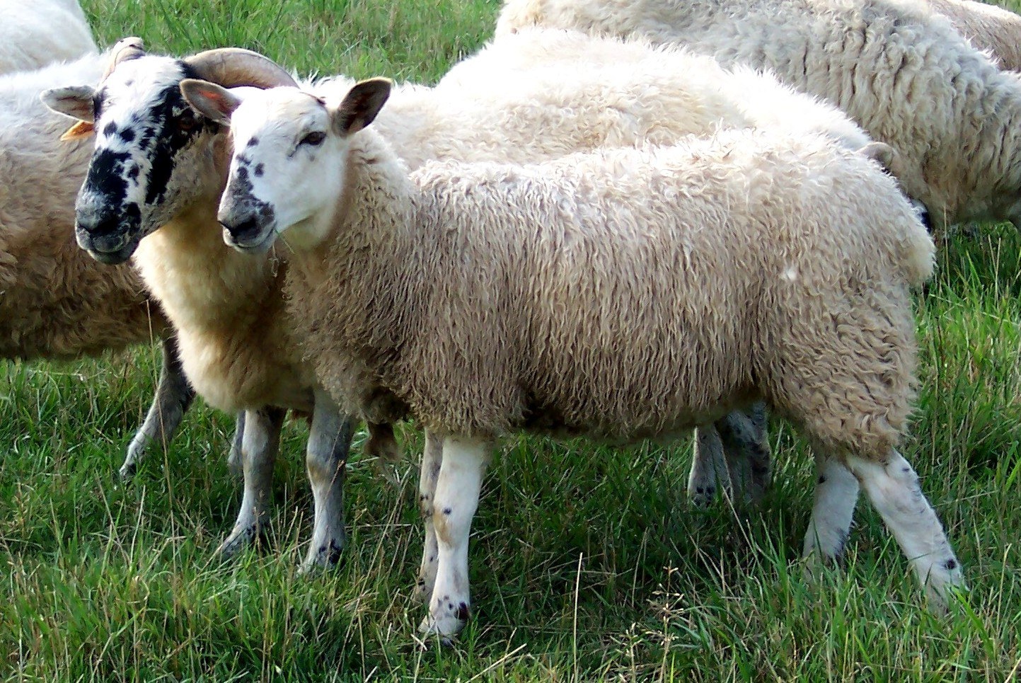 Sheep in a grassy field