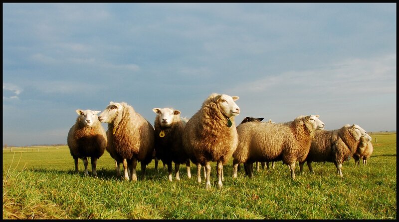 sheep in a green field