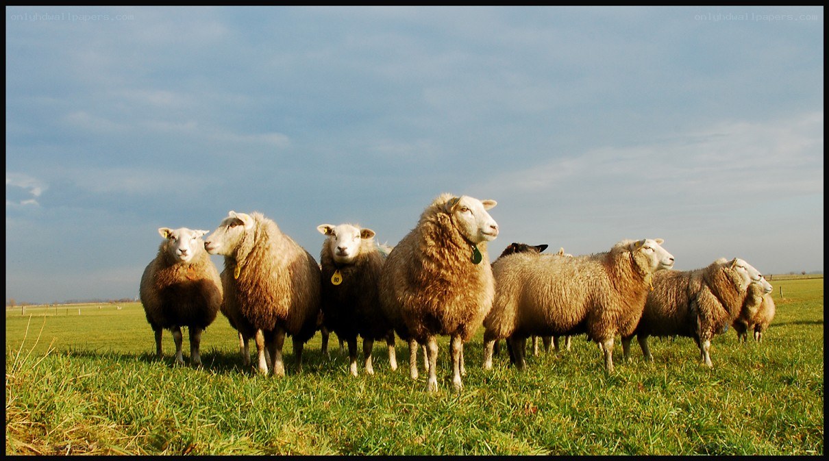 sheep in a green field