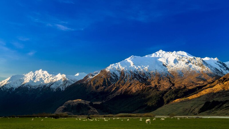 Sheep in a Green Field — Blue