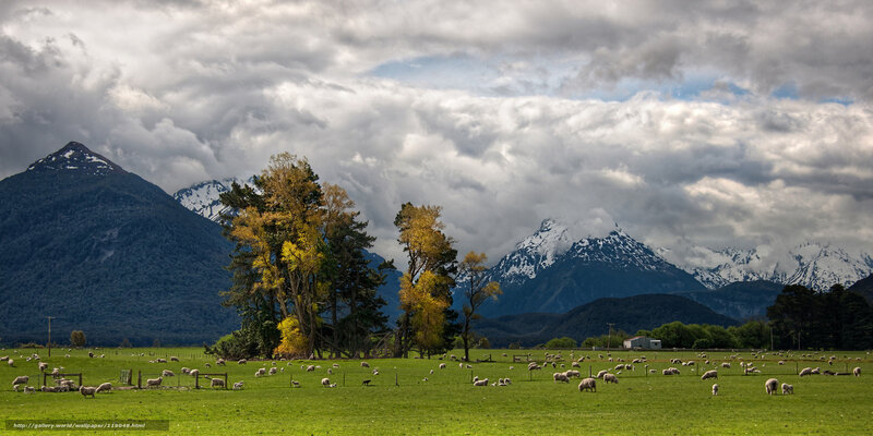 Sheep in a Green Field — Dramatic, Autumn