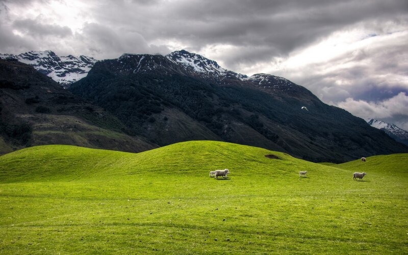 Sheep in a Green Field — Dramatic