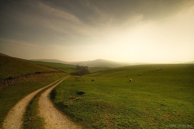 Sheep in a Green Field — Serene, Sunrise