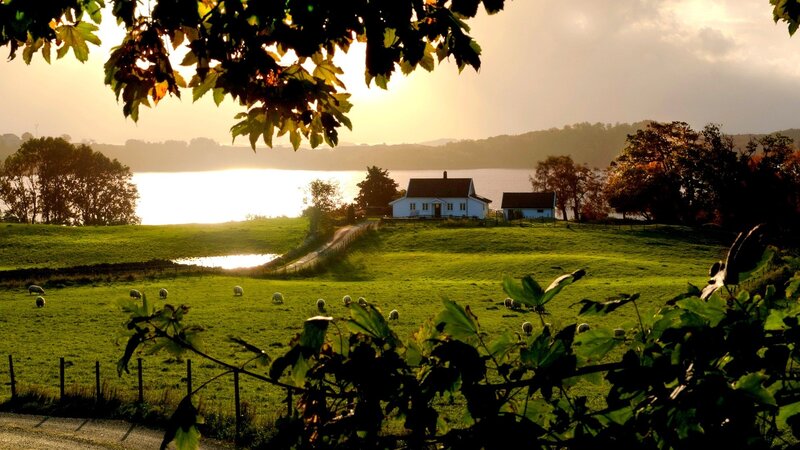 Sheep in a Green Field — Serene, Sunset