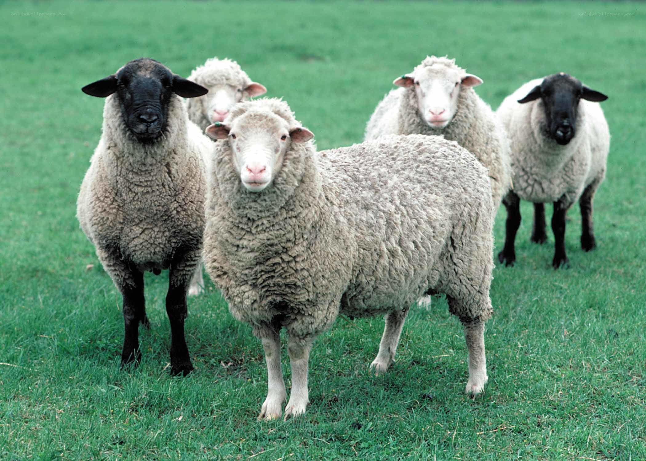 sheep in a green field