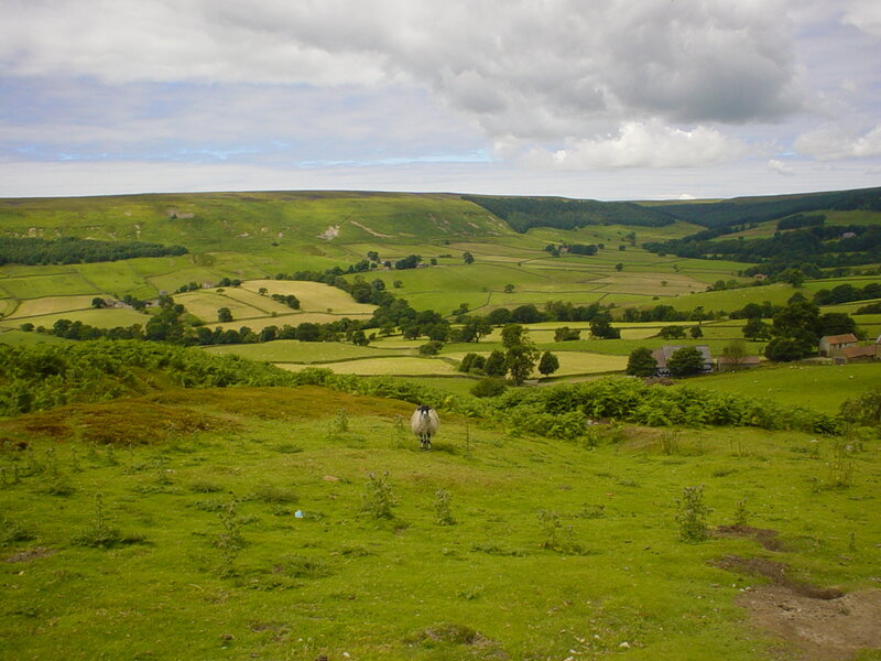 Sheep in a green valley