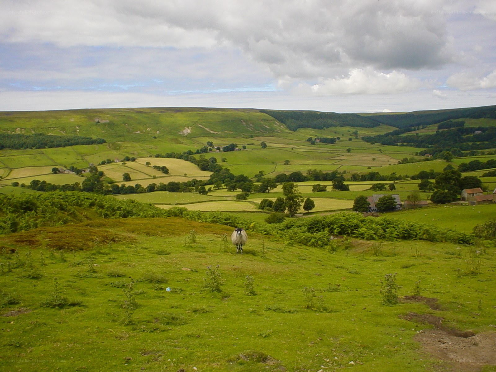 Sheep in a green valley