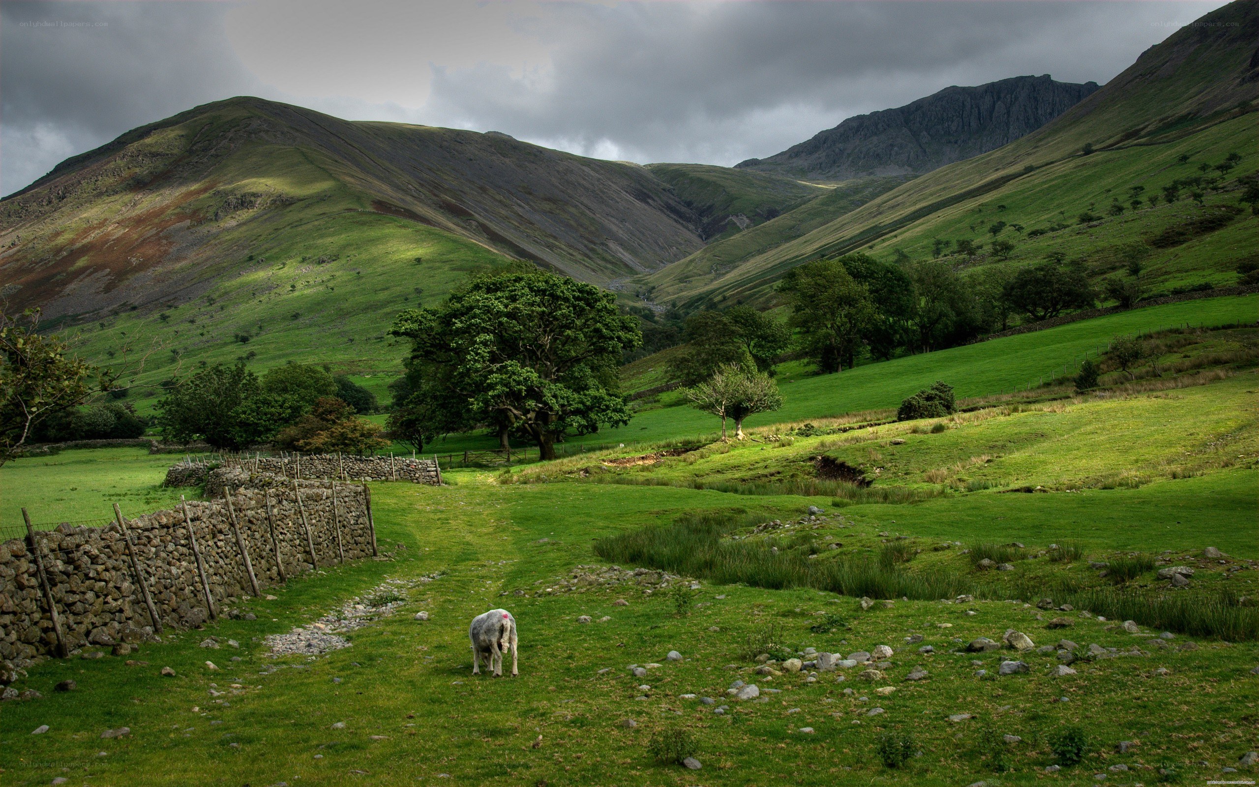 Sheep in a green valley