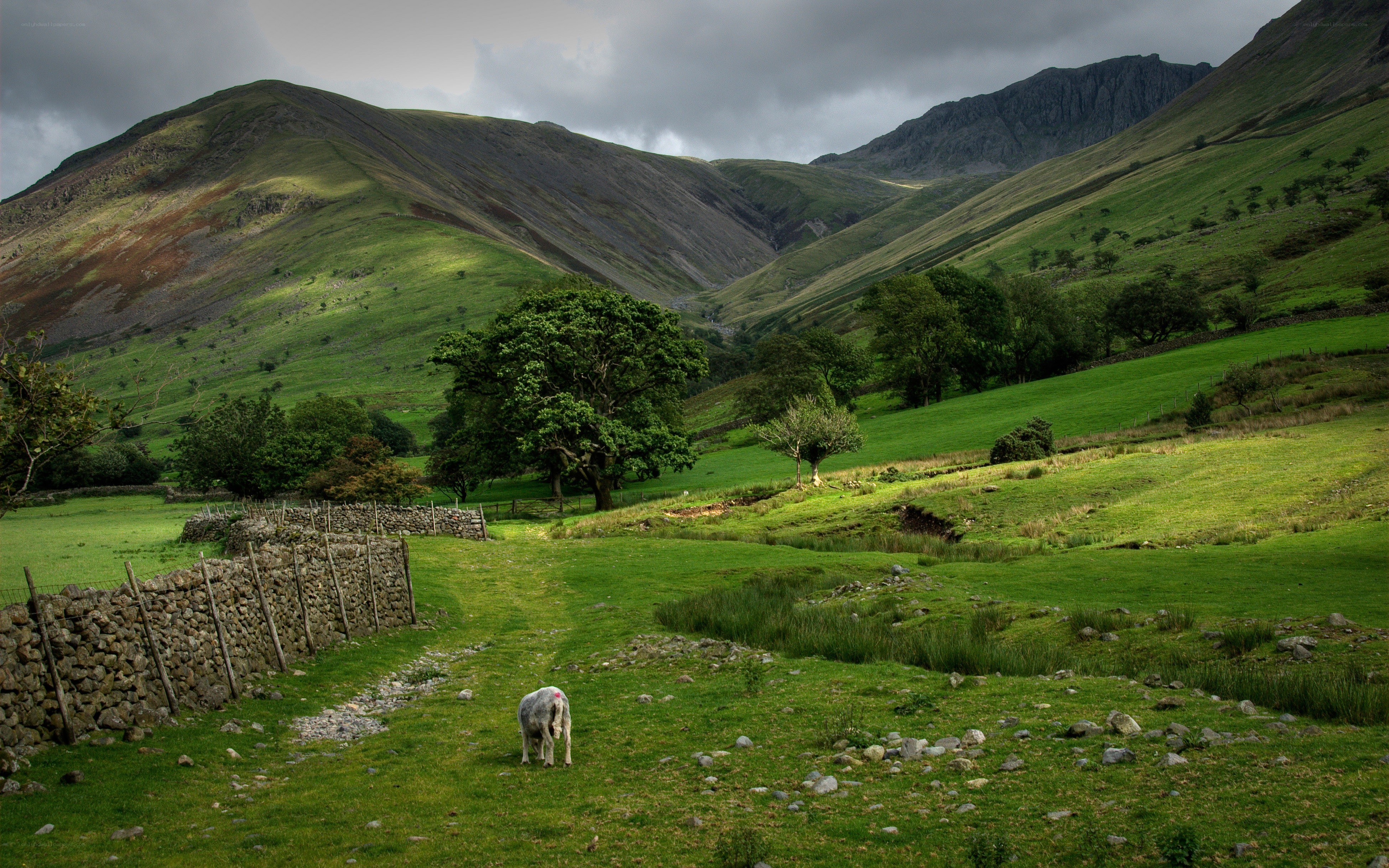 Sheep in a green valley