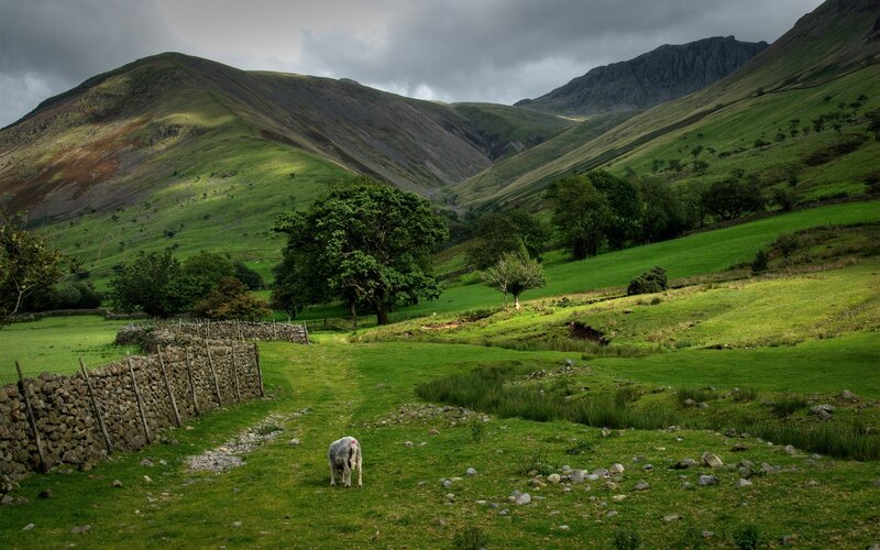 Sheep in a green valley