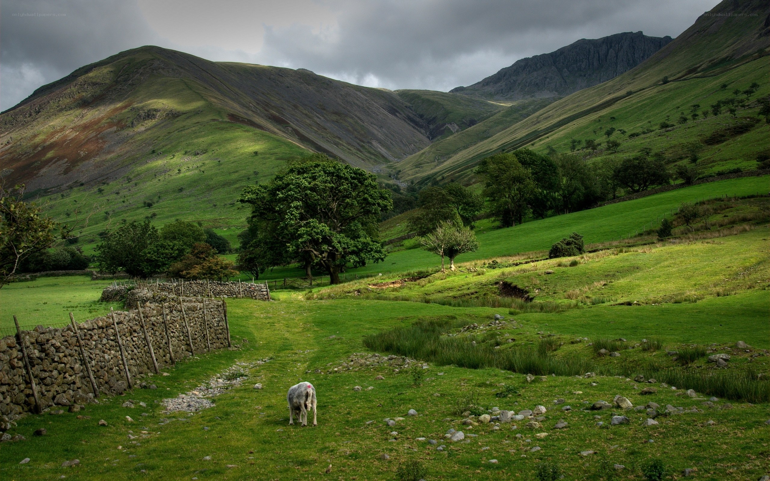 Sheep in a green valley