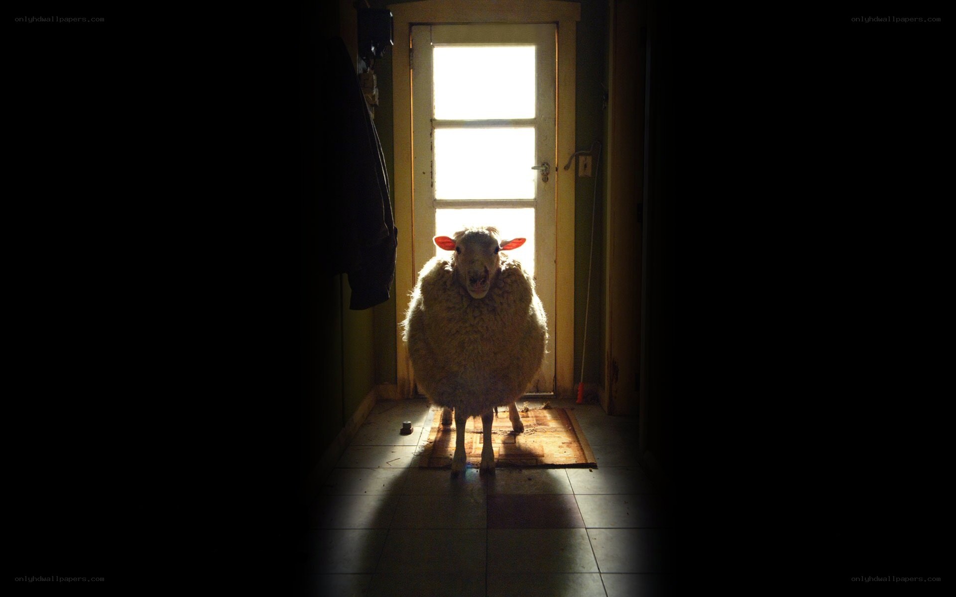sheep in a hallway