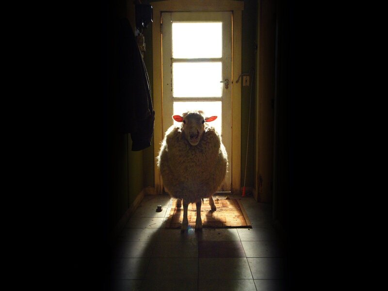 sheep in a hallway
