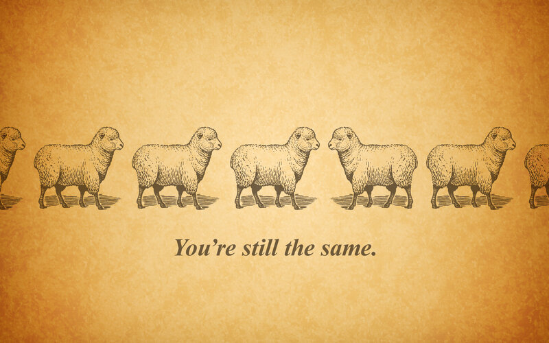 sheep in a line