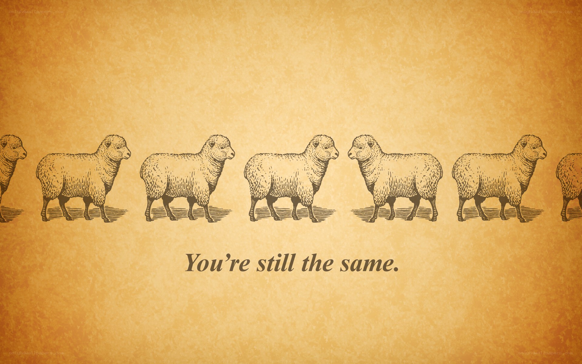 sheep in a line