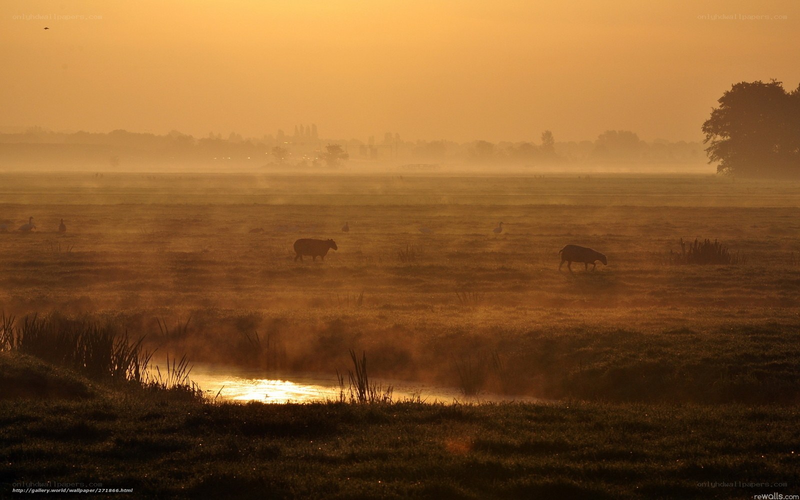 Sheep in a misty field at sunrise