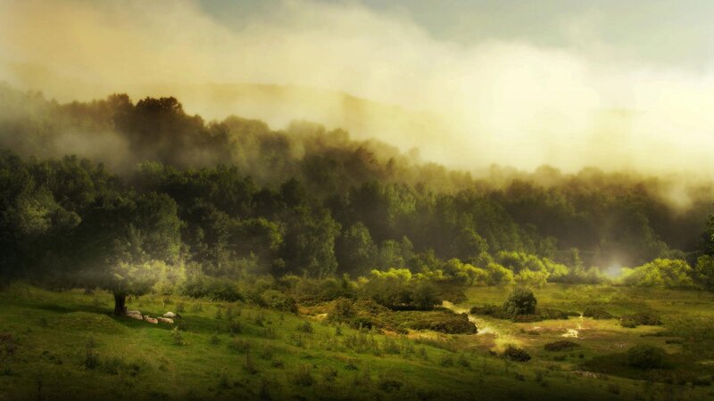 Sheep in a Misty Field — Green