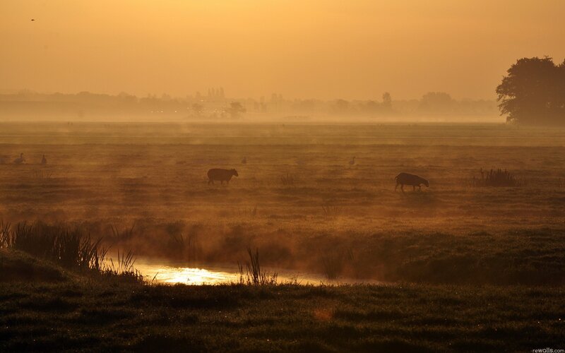 Sheep in a Misty Field — Orange