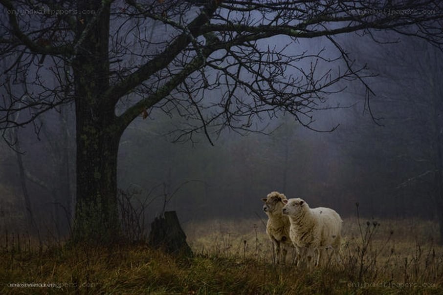 Sheep in a misty field