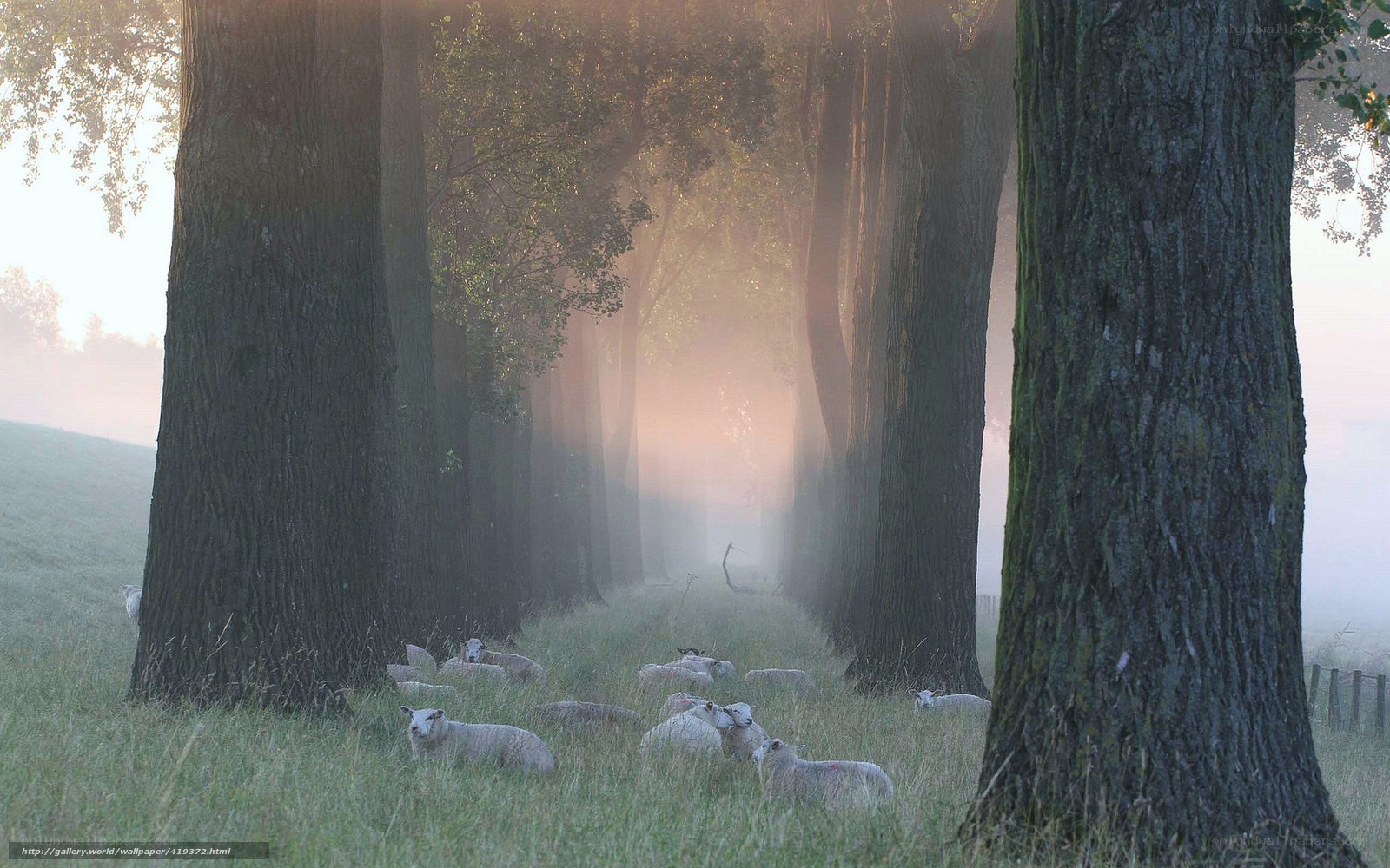 Sheep in a misty forest