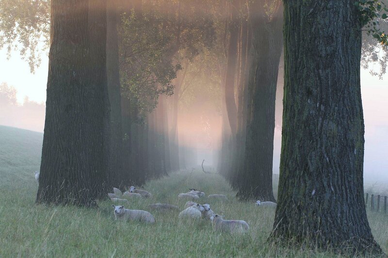Sheep in a misty tree tunnel