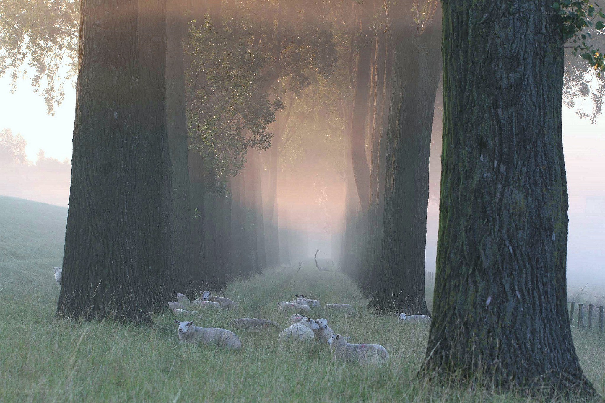 Sheep in a misty tree tunnel