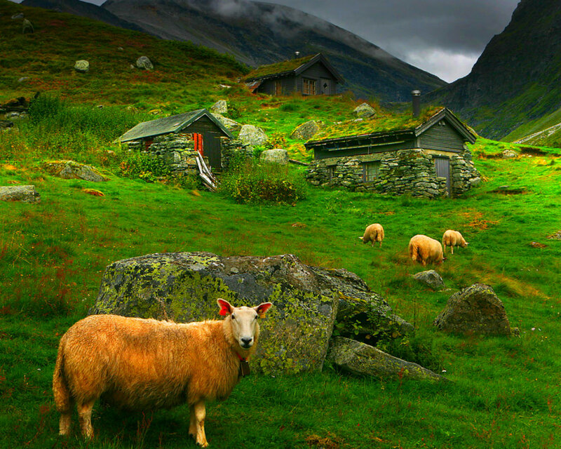 Sheep in a Mountain Field — Green
