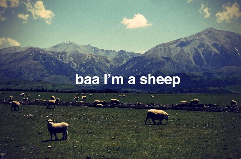 sheep in a mountain field