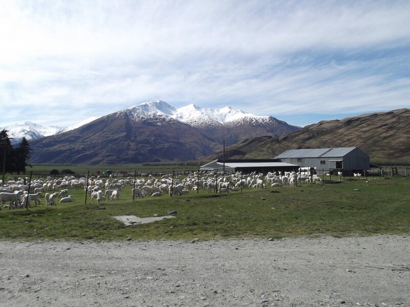 Sheep in a Pasture