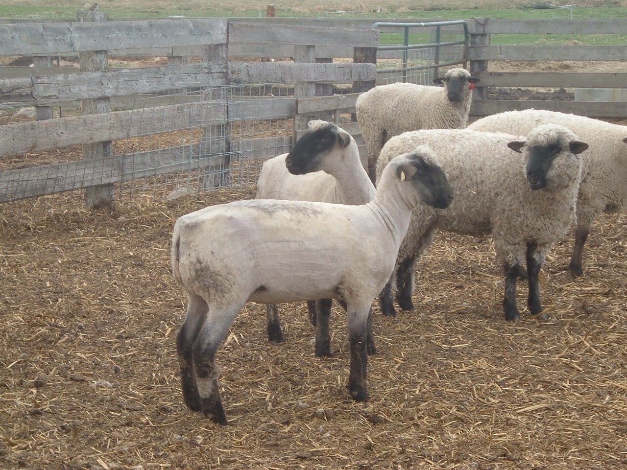 sheep in a pen