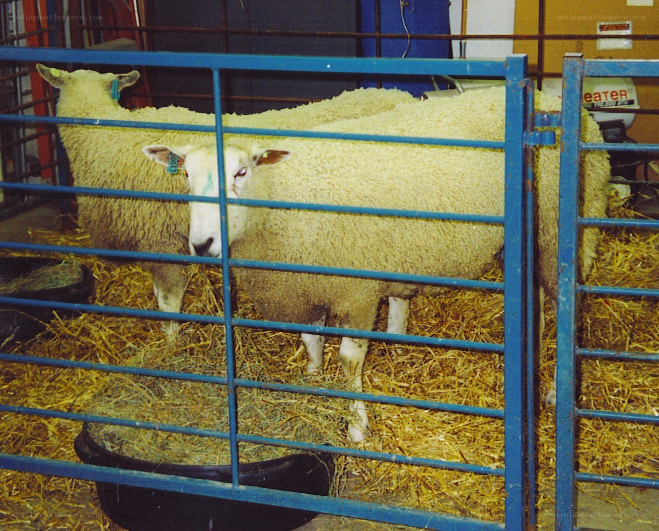 sheep in a pen at a fair